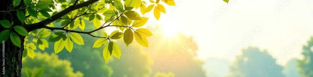 Isolated branches on white background with sunlight peeking through, background, forest, serene Isolated branches on white background with sunlight peeking through, background, forest, serene
