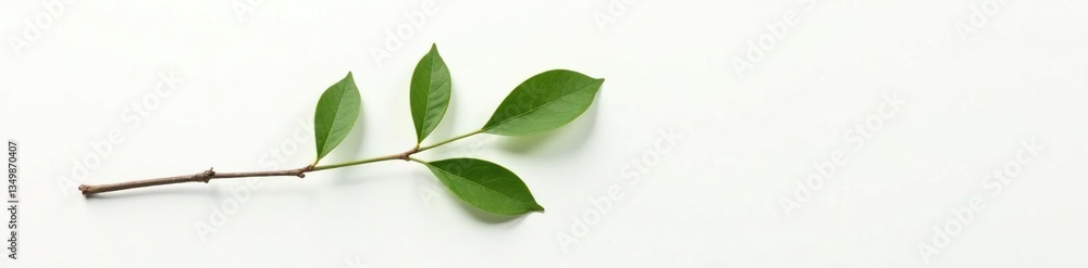 Obraz premium A single isolated branch on a plain white surface, plain, clean