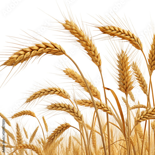 Golden Wheat Ears in Field – High-Resolution Transparent PNG Clipart