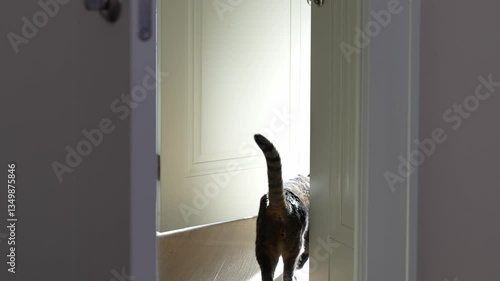 A tabby cat with raised tail walks through a partially open door, disappearing into another room. The warm sunlight highlights the cat's fur and the wooden floor, creating a cozy atmosphere. 