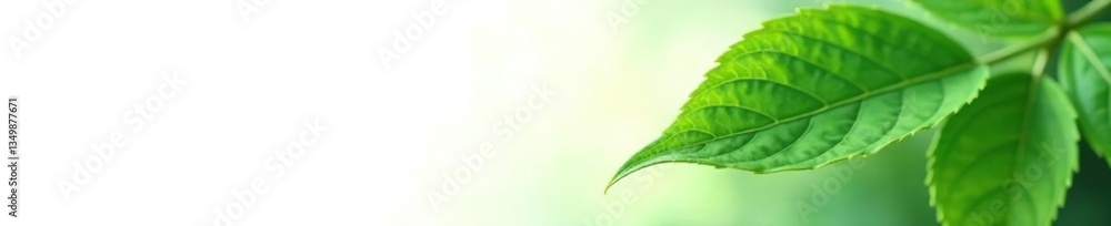 Large leaf isolated on white background with veins, flower, leaves, plant