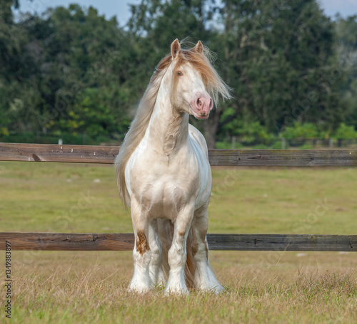 Adult male Gypsy Vanner horse stallion stands in field