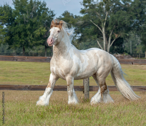 Adult male Gypsy Vanner horse stallion trots in grass field