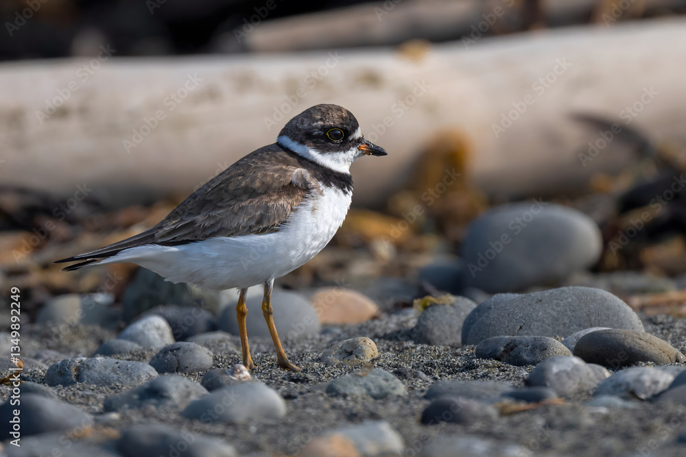 Semi-palmated Plover (Charadrius semipalmatus) in the Olympic National Park, WA