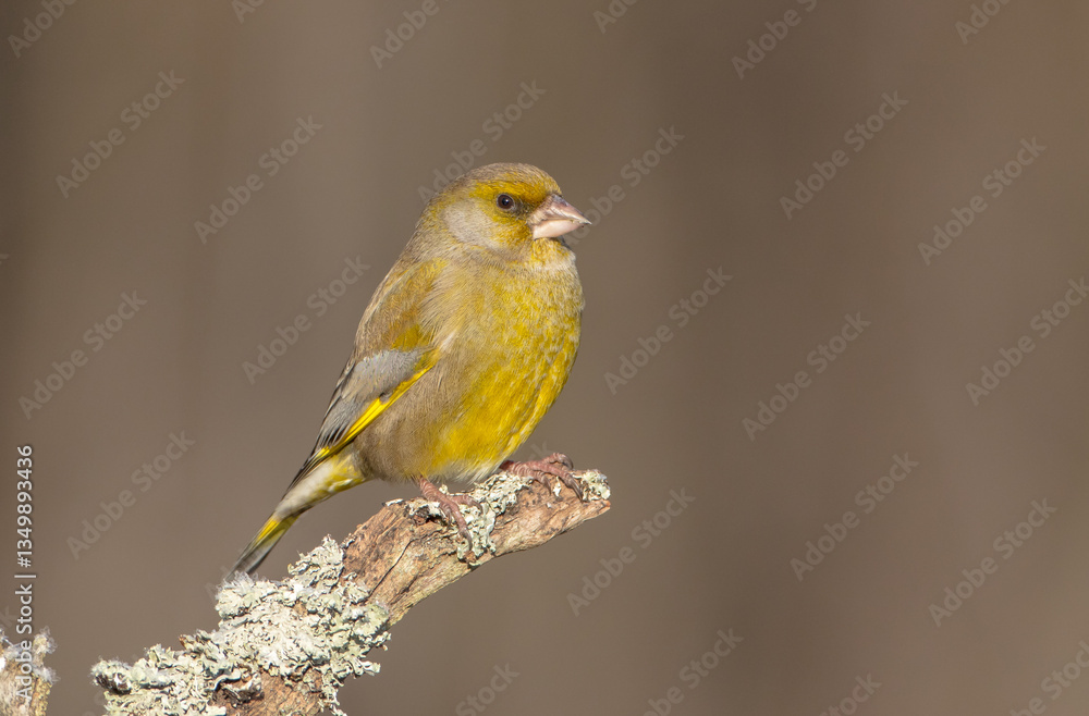 European Greenfinch in winter at a wetland European Greenfinch in winter at a wetland