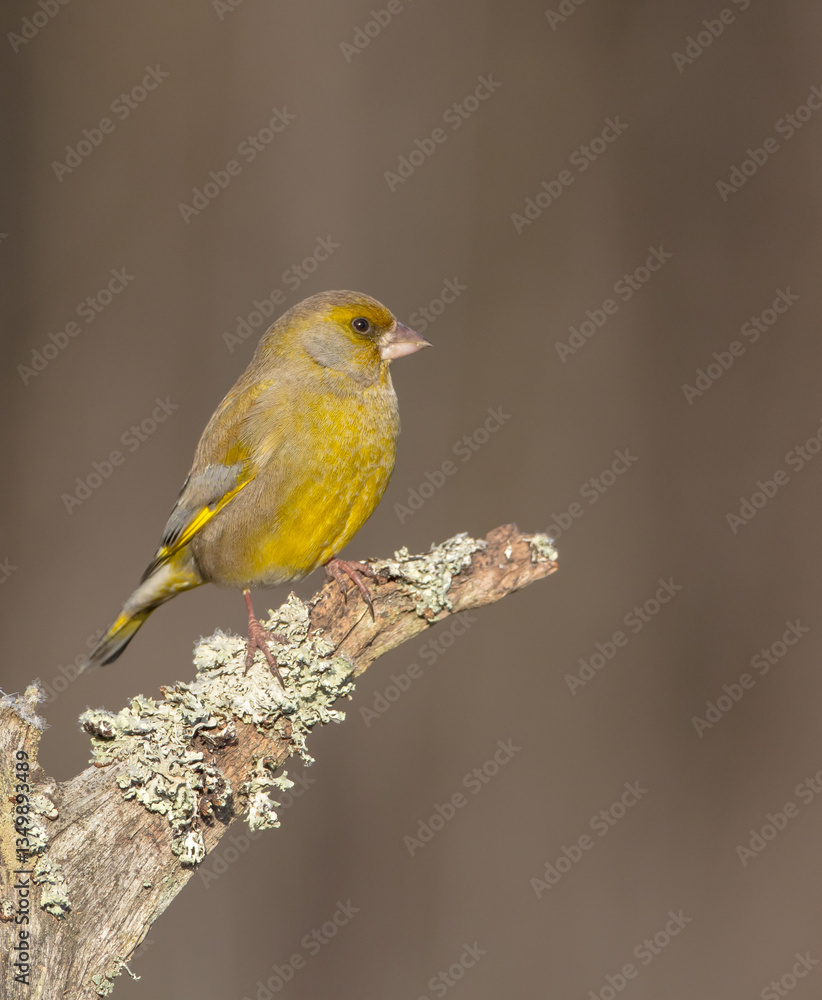 Fototapeta premium European Greenfinch in winter at a wetland