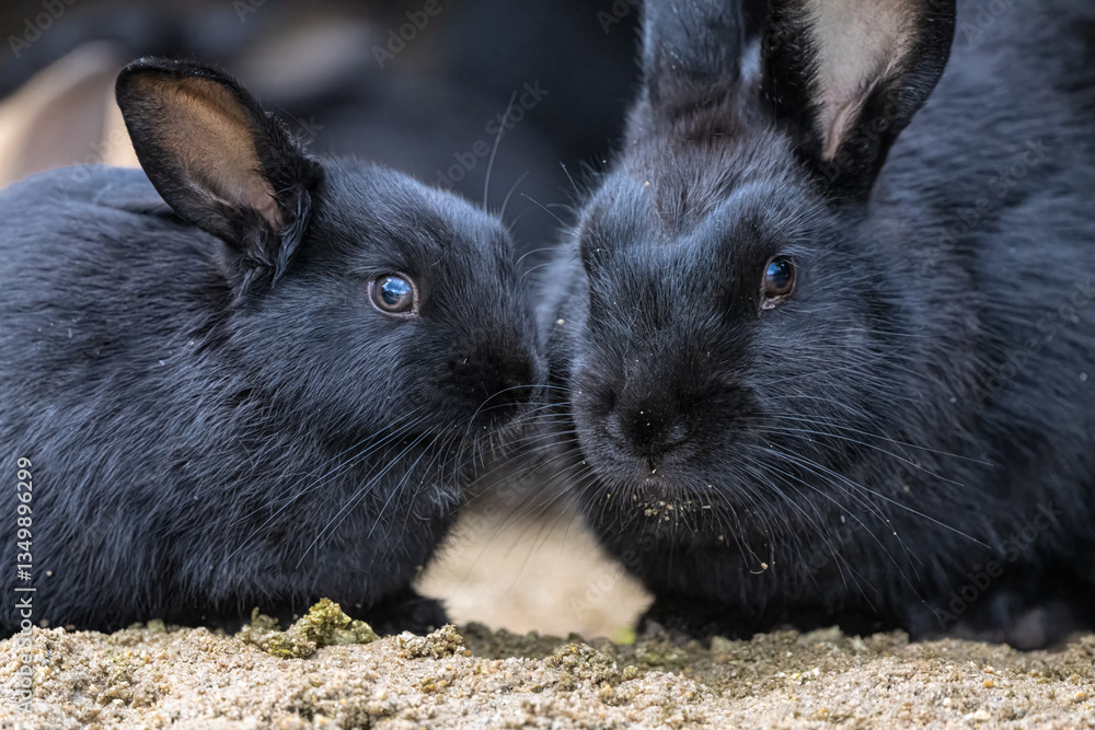 Feral European Rabbit (Oryctolagus cuniculus) in Idaho