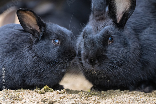 Obraz na płótnie Feral European Rabbit (Oryctolagus cuniculus) in Idaho w salonie
