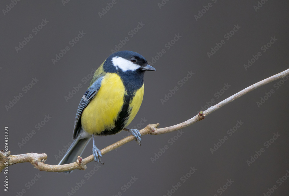 Great tit in spring at a wet forest Great tit in spring at a wet forest