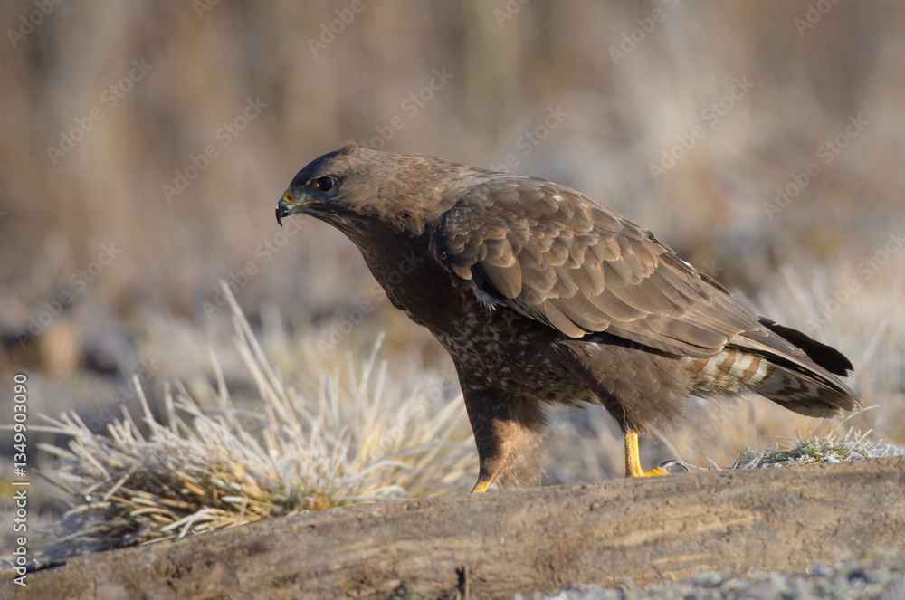 Fototapeta premium Common Buzzard in early spring at a wet forest