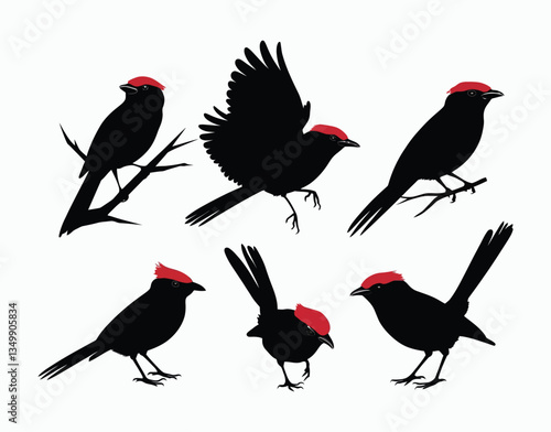 Clean Red Billed Quelea Silhouette Isolated Template