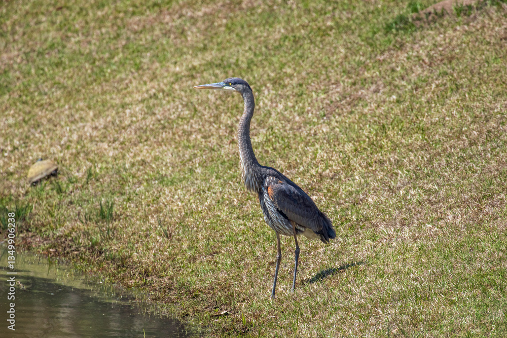 Fototapeta premium Heron standing near a pond
