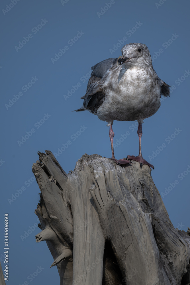 Western Gull (Larus occidentalis) in the Olympic National Park, WA