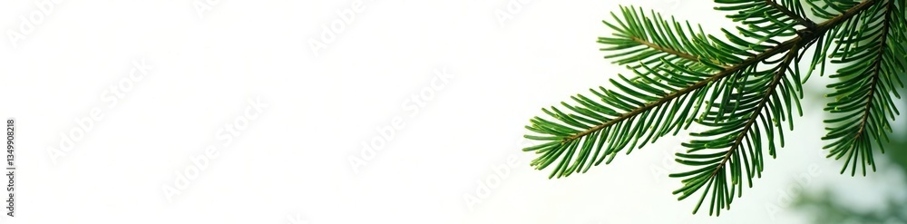 Branches of fir tree isolated on white background, leafy, fir, wood Branches of fir tree isolated on white background, leafy, fir, wood