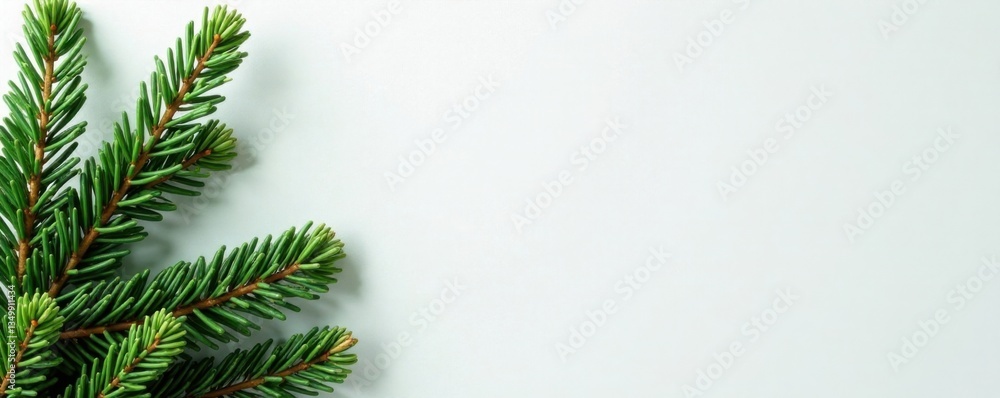 Evergreen fir branches against a white or cream colored wall, foliage, christmas Evergreen fir branches against a white or cream colored wall, foliage, christmas