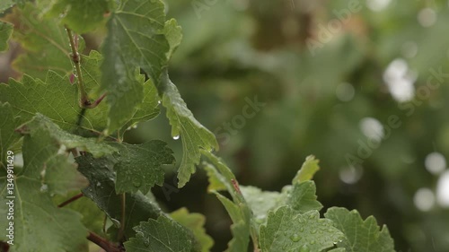 Rain in vineyard. Visible rain drops in slow motion falling down in a lush green vineyard. 4k video of leaves in rain