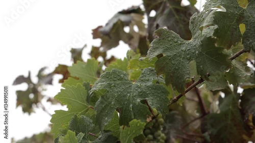 Rain in vineyard. Visible rain drops in slow motion falling down in a lush green vineyard. 4k video of leaves in rain