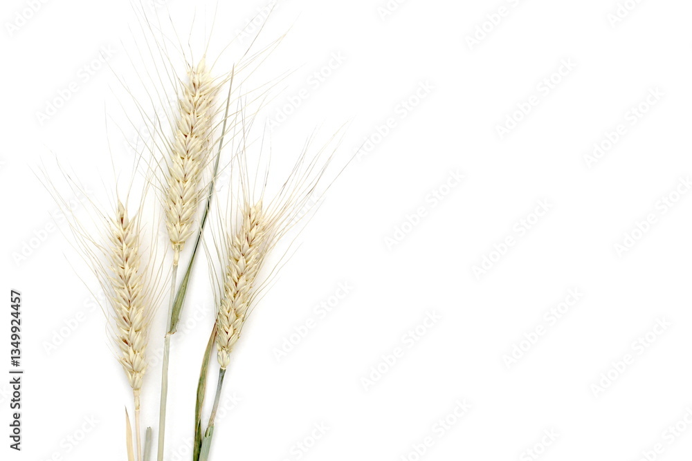 There are many ears of wheat lying on a white background. There are many ears of wheat lying on a white background.