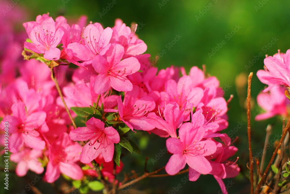 Rhododendron blossom in a park or botanical garden. Shrubs blooming with purple flowers, close-up. Natural background Rhododendron blossom in a park or botanical garden. Shrubs blooming with purple flowers, close-up. Natural background