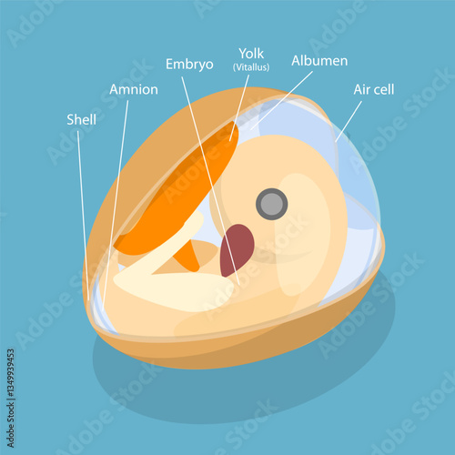3D Isometric Flat Vector Illustration of Anatomy of Egg Embryo, Educational Schema