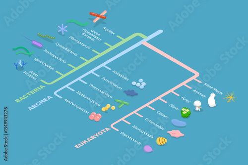 3D Isometric Flat Vector Illustration of Phylogenetic Tree, Educational Diagram