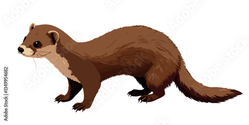 European mink walking and looking around on white background