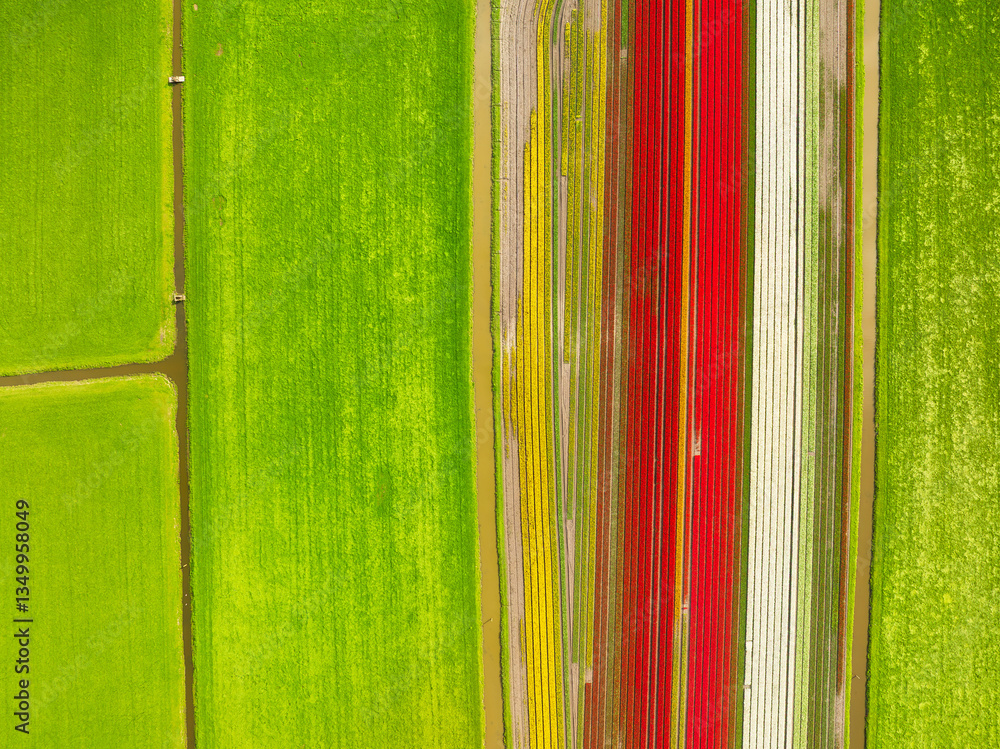 Tulips as a background. Field with rows. Aerial view from the drone. Agriculture and industrial plant cultivation. Nature. Field with tulips from the air. Photo for background, wallpaper, postcards.