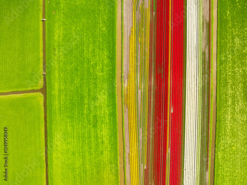 Obraz na płótnie Tulips as a background. Field with rows. Aerial view from the drone. Agriculture and industrial plant cultivation. Nature. Field with tulips from the air. Photo for background, wallpaper, postcards. w salonie