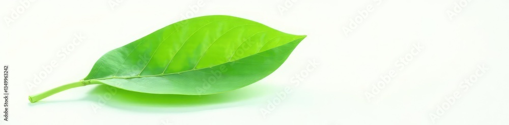 Delicate green leaf isolated on white background, nature, greenery Delicate green leaf isolated on white background, nature, greenery