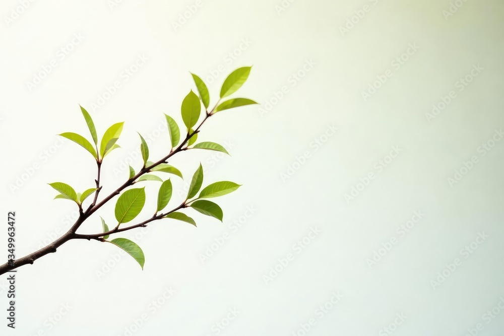 Obraz premium Dark brown tree branch with few leaves against white backdrop, branch, foliage