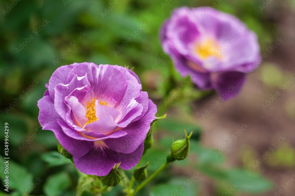 Two stunning purple roses in full bloom, their petals softly unfurling in the sunlight, creating a captivating scene. Two stunning purple roses in full bloom, their petals softly unfurling in the sunlight, creating a captivating scene.
