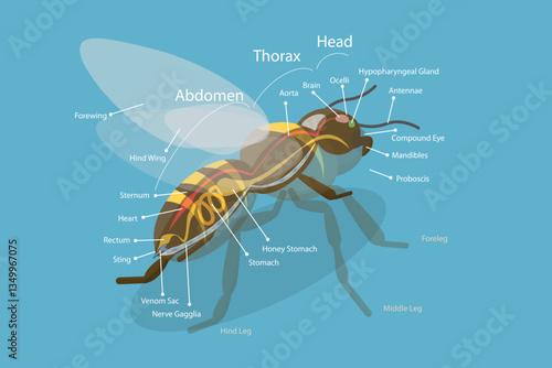 3D Isometric Flat Vector Illustration of Anatomy Of Bee, Educational Diagram