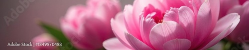 Soft pink peony petals gently unfurl in a lush bouquet , floral arrangement, elegance