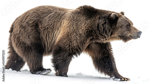 A majestic grizzly bear powerfully strides through a pristine snowy landscape against a stark white background.