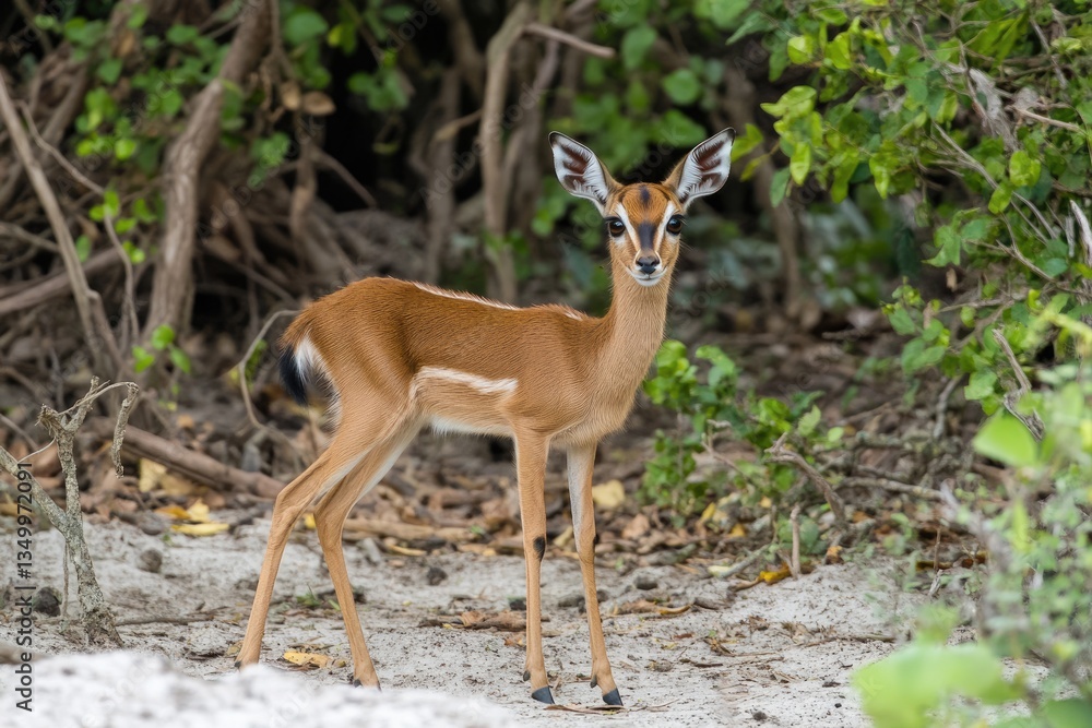 Charming Dik Dik Antelope in the Bush of Tarangire National Park, Tanzania Charming Dik Dik Antelope in the Bush of Tarangire National Park, Tanzania