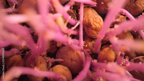 Sprouted potatoes for planting, Agriculture