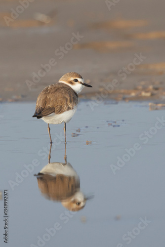 Strandplevier, Kentish Plover, Charadrius alexandrinus on the beach