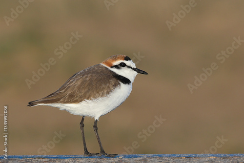 Strandplevier, Kentish Plover, Charadrius alexandrinus on the beach