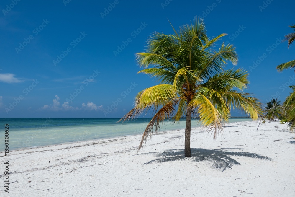 Palm tree, ocean and white sand beach at Cayo Blaco island in Caribbean