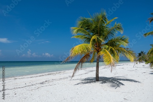 Obraz na płótnie Palm tree, ocean and white sand beach at Cayo Blaco island in Caribbean w salonie
