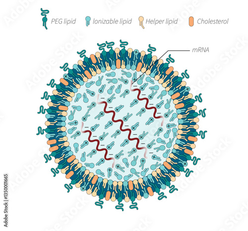 To boost vaccine potency and limit side effects, researchers
are altering each of the four ingredients that make up lipid
nanoparticles. 