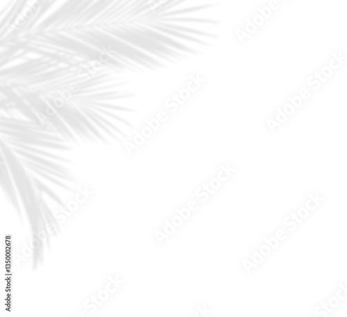 Soft shadows of palm leaves...