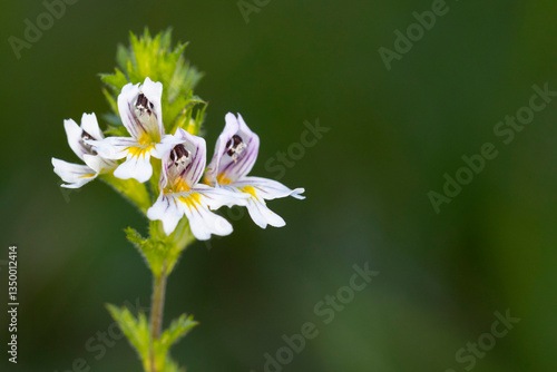 close-up of a eyebright (euphrasia species)