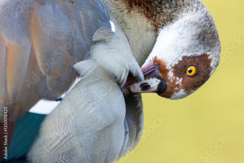 Tableau sur toile Adult male egyptian goose (alopochen aegyptiaca) preening its feathers