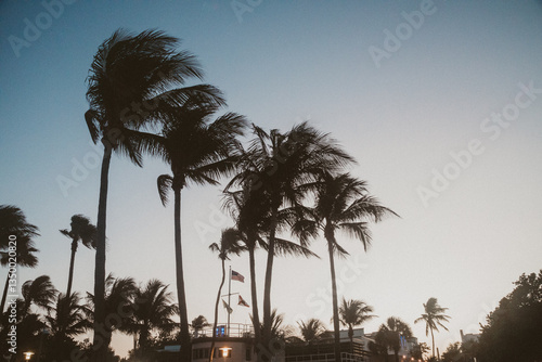 Palm trees at sunset