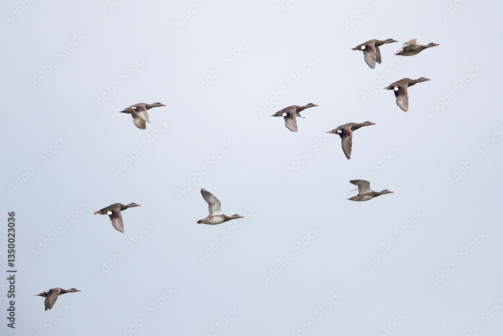 Obraz premium A flock of gadwall (mareca strepera) in fligth