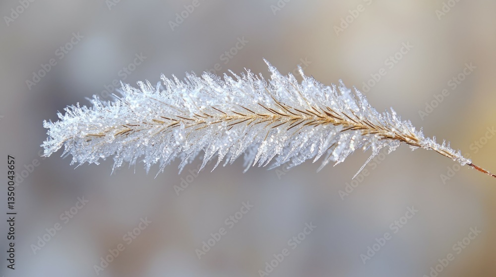 Frosted Grass Blade Glimmering in Soft Morning Light with Ice Crystals Frosted Grass Blade Glimmering in Soft Morning Light with Ice Crystals