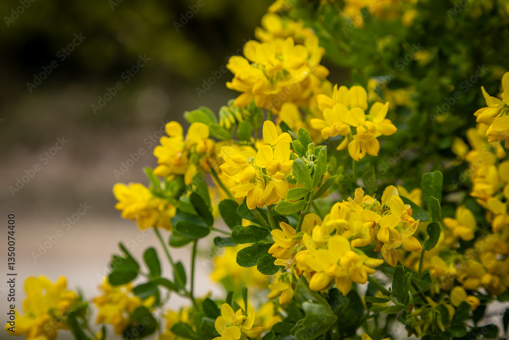 Obraz premium A pretty coronilla valentina shrub blooming in springtime, with a shallow depth of field