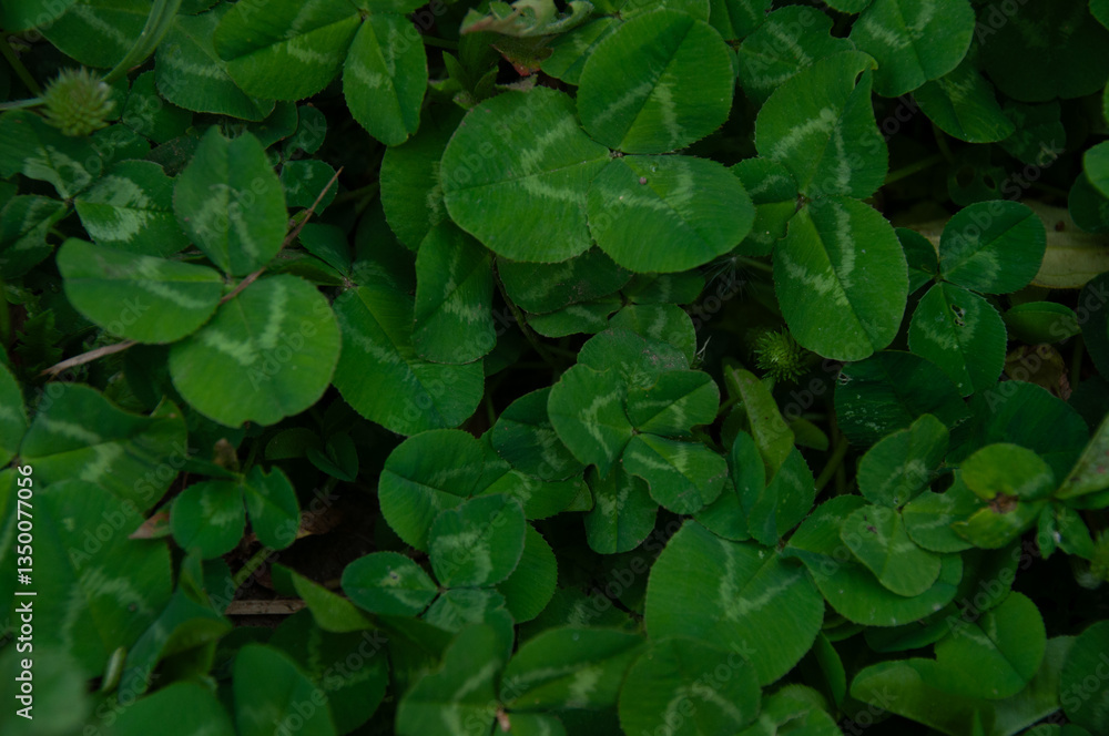 A detailed full frame intricate close-up of clover leaves. Making a beautiful background and displaying the freshness and tranquility of nature. A detailed full frame intricate close-up of clover leaves. Making a beautiful background and displaying the freshness and tranquility of nature.
