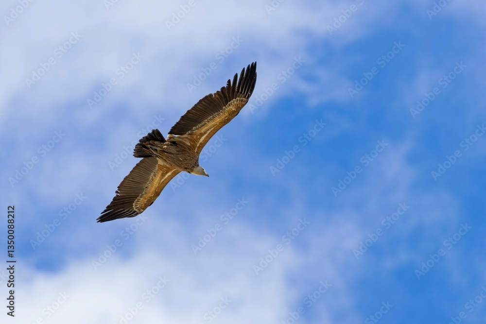 Griffon vulture (Gyps fulvus) soaring against a blue sky with soft, blurred white clouds. Monfragüe, Extremadura, Spain. A majestic wildlife moment Griffon vulture (Gyps fulvus) soaring against a blue sky with soft, blurred white clouds. Monfragüe, Extremadura, Spain. A majestic wildlife moment